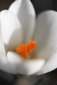 4343590299_755d663bb0_b